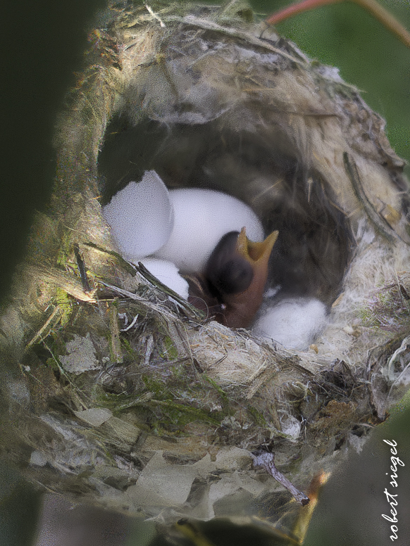 emily renzel wetlands 2026